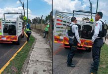 Policía Morelia detiene a dos personas por venta ilegal de cachorros en vía pública
