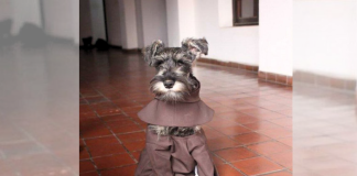 Entre hábitos y huellas: perro rescatado encuentra hogar en un convento