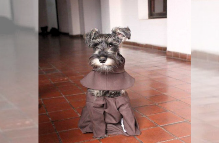 Entre hábitos y huellas: perro rescatado encuentra hogar en un convento