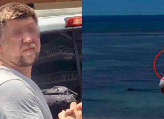 Investigan agresión a foca en peligro de extinción tras video viral en Hawái