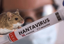Francia descarta la idea de una mutación peligrosa de hantavirus en paciente infectada