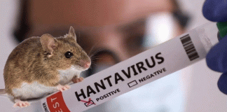 Francia descarta la idea de una mutación peligrosa de hantavirus en paciente infectada