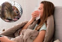 Hantavirus: qué es, cómo se contagia y cuáles son sus síntomas