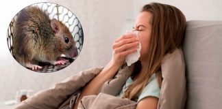 España registra el primer caso sospechoso por hantavirus