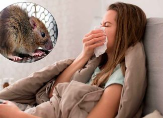 España registra el primer caso sospechoso por hantavirus