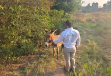 *FGE rescata a burrito víctima de maltrato animal en Hidalgo; la acción fue coordinada con asociaciones civiles*