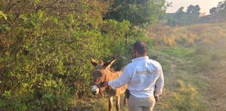 *FGE rescata a burrito víctima de maltrato animal en Hidalgo; la acción fue coordinada con asociaciones civiles*