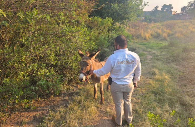 *FGE rescata a burrito víctima de maltrato animal en Hidalgo; la acción fue coordinada con asociaciones civiles*