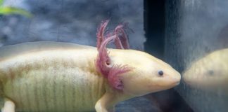 Zoológico de Morelia llevará ciencia para el rescate del ajolote a EE.UU.