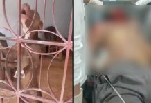 Tragedia inesperada: pitbull ataca mortalmente a su propio dueño