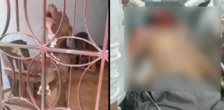 Tragedia inesperada: pitbull ataca mortalmente a su propio dueño