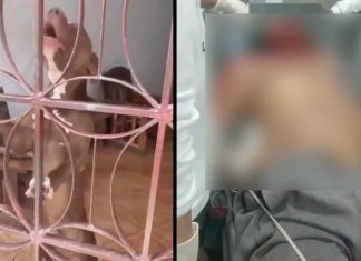 Tragedia inesperada: pitbull ataca mortalmente a su propio dueño
