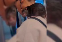 #VIDEO // Joven se vuelve viral por viajar con una rata en el hombro del Metro