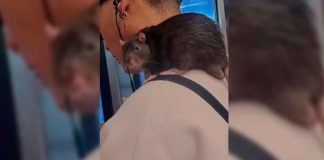 #VIDEO // Joven se vuelve viral por viajar con una rata en el hombro del Metro en CDMX
