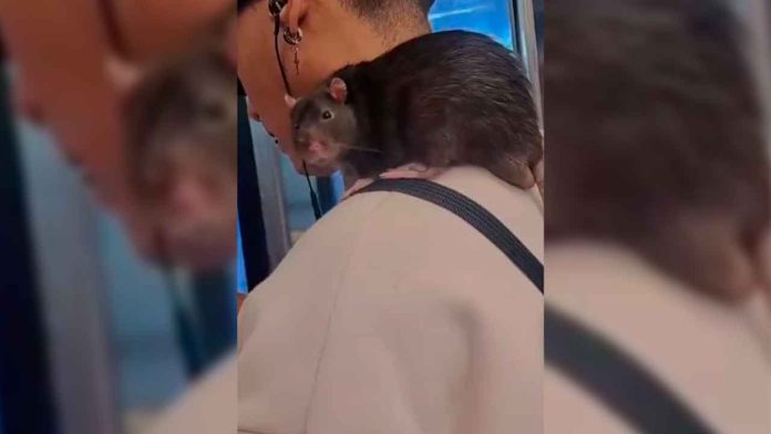 Joven-viaja-con-una-rata-en-el-hombro