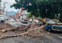 Lluvia y fuertes vientos provocan caída de árbol en la colonia Eréndira de Morelia