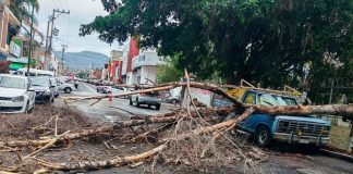 Lluvia y fuertes vientos provocan caída de árbol en la colonia Eréndira de Morelia