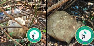 Localizan nueve cráneos en jornadas de búsqueda de desaparecidos en Jacona