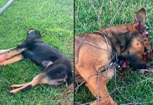 #VIDEO // Sujeto armado asesina a dos perritos frente a su dueña cerca de campos deportivos