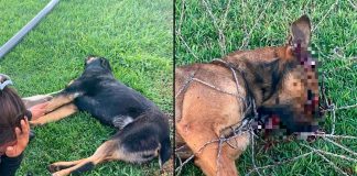 #VIDEO // Sujeto armado asesina a dos perritos frente a su dueña cerca de campos deportivos