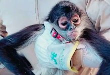Rescatan otro mono araña en Guadalajara; ya van tres casos recientes