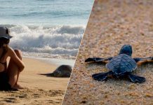 Michoacán, destino donde tres especies de tortuga marina eligen la vida