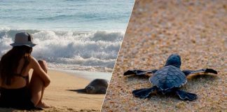 Michoacán, destino donde tres especies de tortuga marina eligen la vida