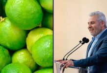¡Líder nacional! Michoacán supera el millón de toneladas de limón al año: Bedolla