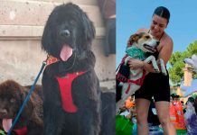 Un evento muy perrón se vivió en el Perraly 2026 se rompió record en participación