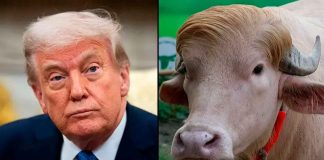 Se salva del sacrificio: Trasladan a zoológico al búfalo albino apodado “Trump”