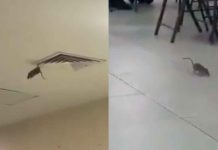 #VIDEO // Cae rata desde el techo en pleno hospital del IMSS en Sonora