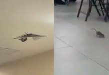 #VIDEO // Cae rata desde el techo en pleno hospital del IMSS en Sonora
