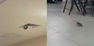 #VIDEO // Cae rata desde el techo en pleno hospital del IMSS en Sonora