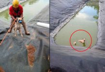 Rescatan bomberos de Tacámbaro a dos perros atrapados en olla agrícola