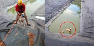 Rescatan bomberos de Tacámbaro a dos perros atrapados en olla agrícola