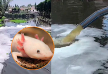 Aguas residuales sin control afectan canales de Xochimilco y amenazan al ajolote