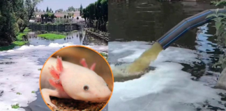 Aguas residuales sin control afectan canales de Xochimilco y amenazan al ajolote