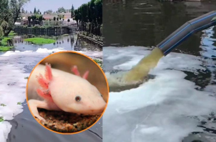 Aguas residuales sin control afectan canales de Xochimilco y amenazan al ajolote