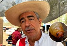 Suman 420 casos de gusano barrenador en Michoacán; Tierra Caliente concentra la mayoría