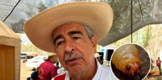 Suman 420 casos de gusano barrenador en Michoacán; Tierra Caliente concentra la mayoría