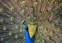 Inusual invasión de pavos reales altera la vida en pueblo costero de Italia