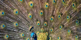 Inusual invasión de pavos reales altera la vida en pueblo costero de Italia