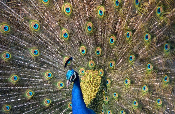 Inusual invasión de pavos reales altera la vida en pueblo costero de Italia