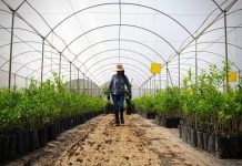 ¡Líder nacional! Michoacán supera el millón de toneladas de limón al año: Bedolla
