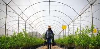 ¡Líder nacional! Michoacán supera el millón de toneladas de limón al año: Bedolla