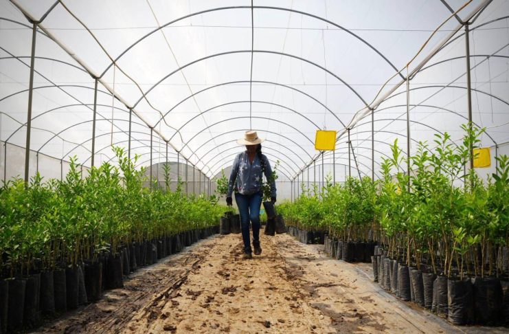 ¡Líder nacional! Michoacán supera el millón de toneladas de limón al año: Bedolla