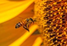 Sin abejas México perdería aguacate, tequila y hasta el café; alertan por crisis ambiental