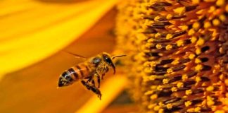 Sin abejas México perdería aguacate, tequila y hasta el café; alertan por crisis ambiental