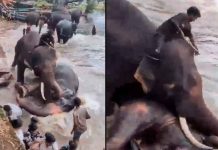 #VIDEO | Turista muere aplastada por un elefante frente a su familia en India