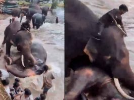 #VIDEO | Turista muere aplastada por un elefante frente a su familia en India